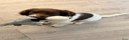 English Springer Spaniel dogs for sale: 3 Month old Springer Spaniel Male  in Airdrie - Advert 4