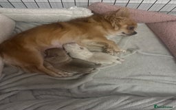 Chihuahua dogs for sale: Chihuahua puppies  - Image 1