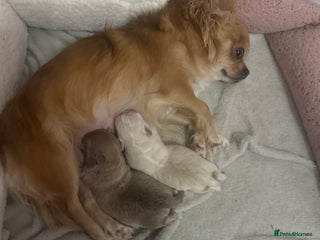 Chihuahua dogs - Advert 1