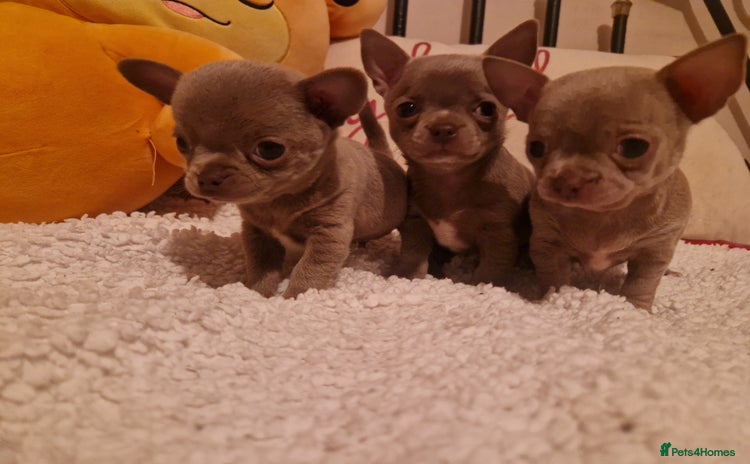 Chihuahua dogs - Advert 4