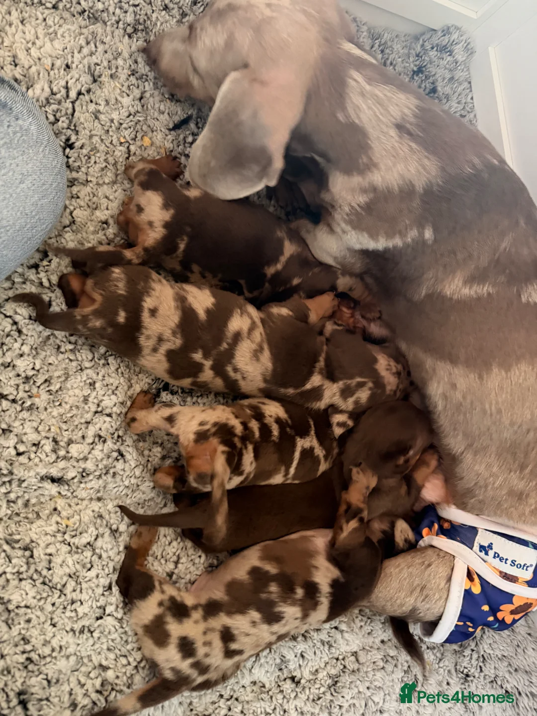 Dachshund dogs for sale: Beautiful dachshund puppies  - Advert 29