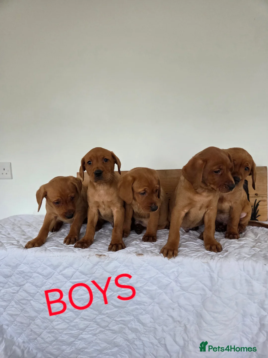 Labrador Retriever dogs for sale: Propa Fox Red lab Pups available  - Advert 17