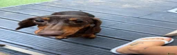 Miniature Dachshund dogs for sale: Miniature dachshund  in Hounslow - Advert 3