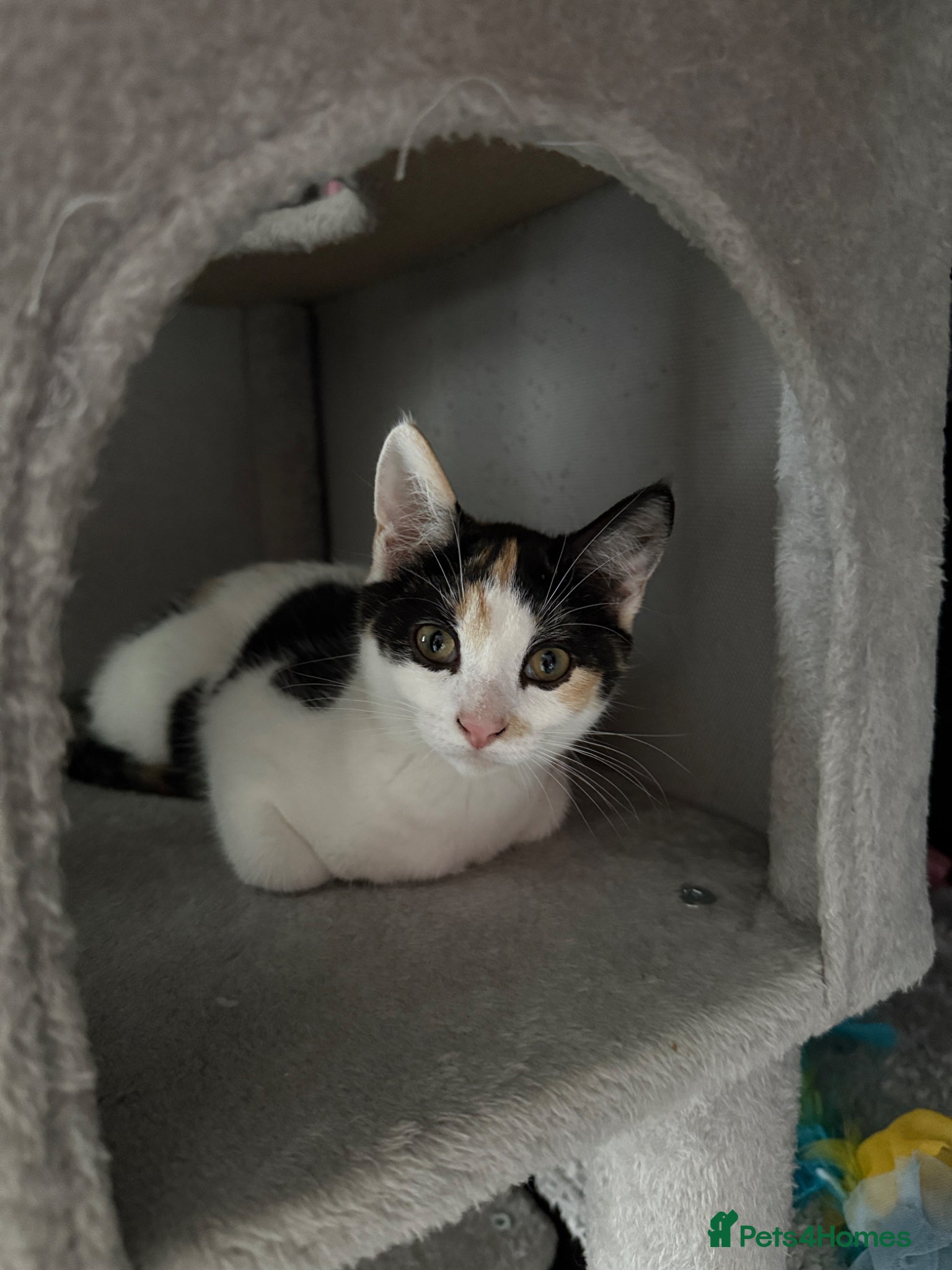 Mixed Breed cats Female kitten for sale  - Advert 1