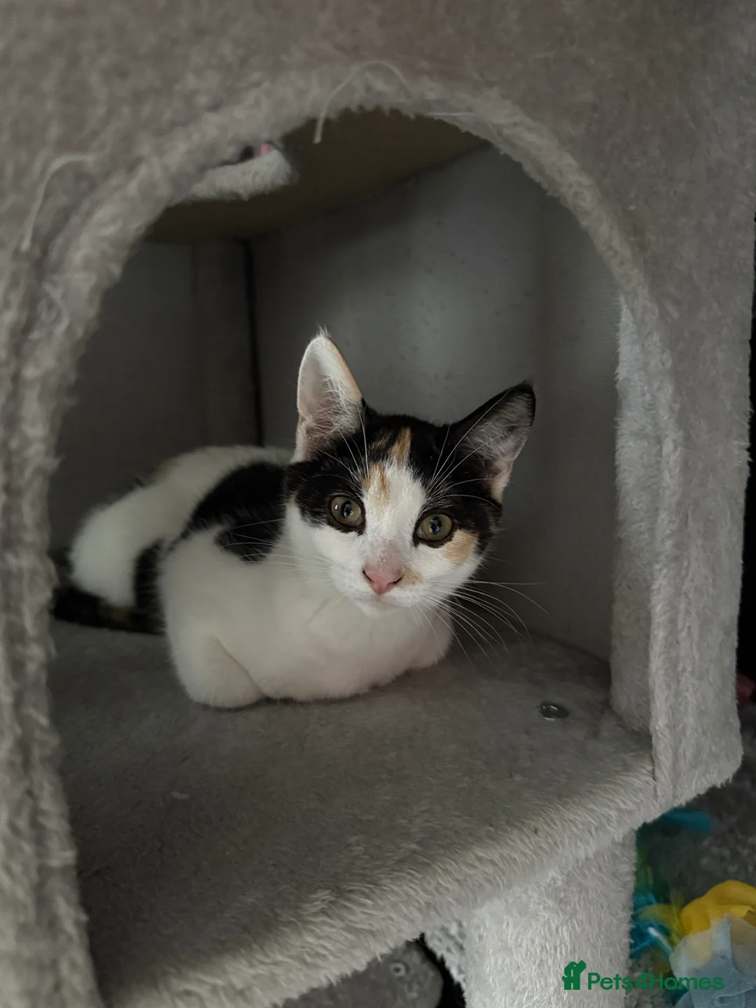 Mixed Breed cats for sale: Female kitten for sale  - Advert 1