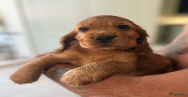 Cocker Spaniel dogs - Advert 3