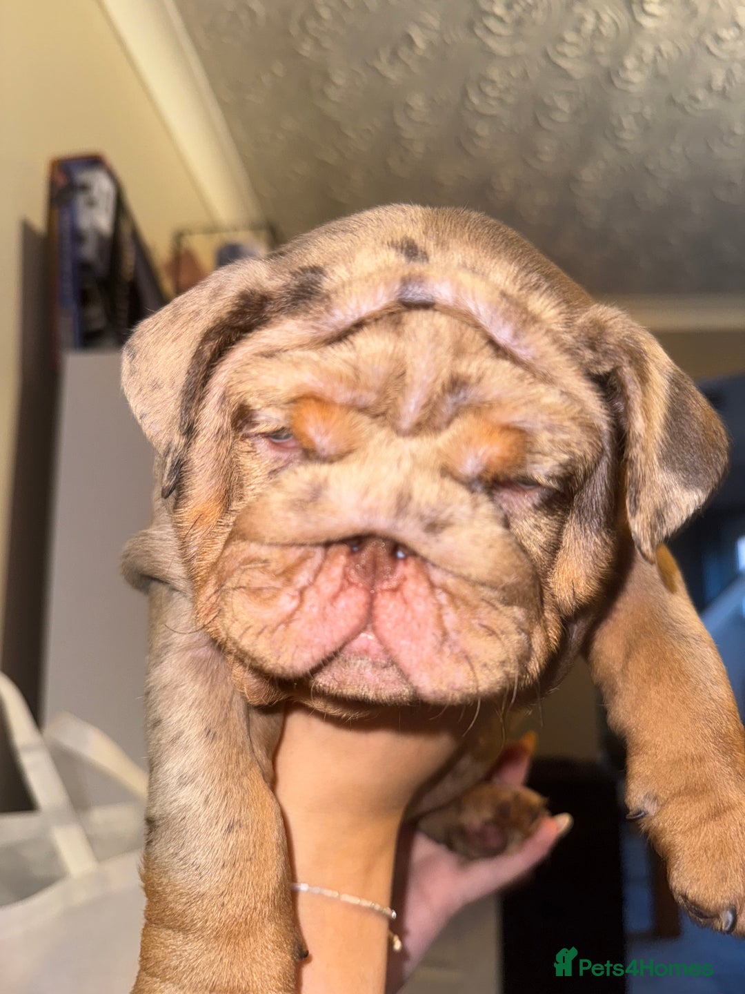 English Bulldog dogs for sale: Bettie & 007 babies short compact   - Image 29