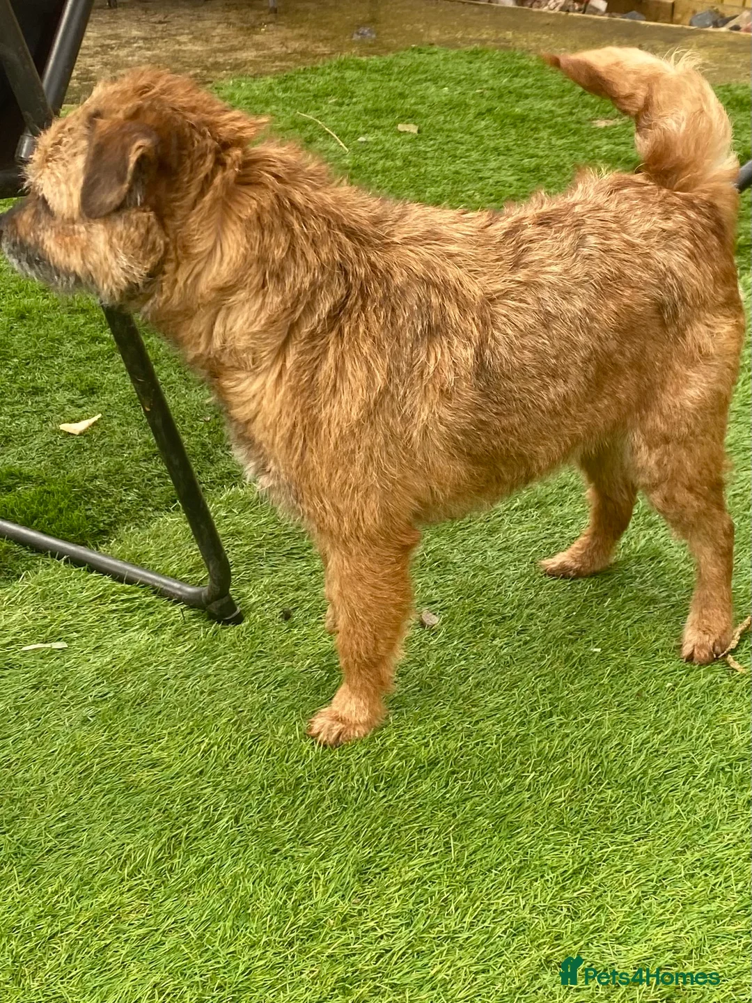 Border Terrier dogs for sale: 4 beautiful border terrier boys left  - Advert 35