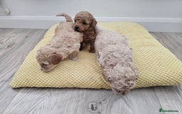 Maltipoo dogs for sale: 3 fabulous teddybear Maltipoo girls  - Image 11