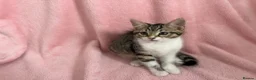 Mixed Breed cats for sale: Litter of 6 Kittens  - Advert 24