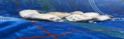 Ferret rodents for sale: Jill ferrets for sale - Advert 4