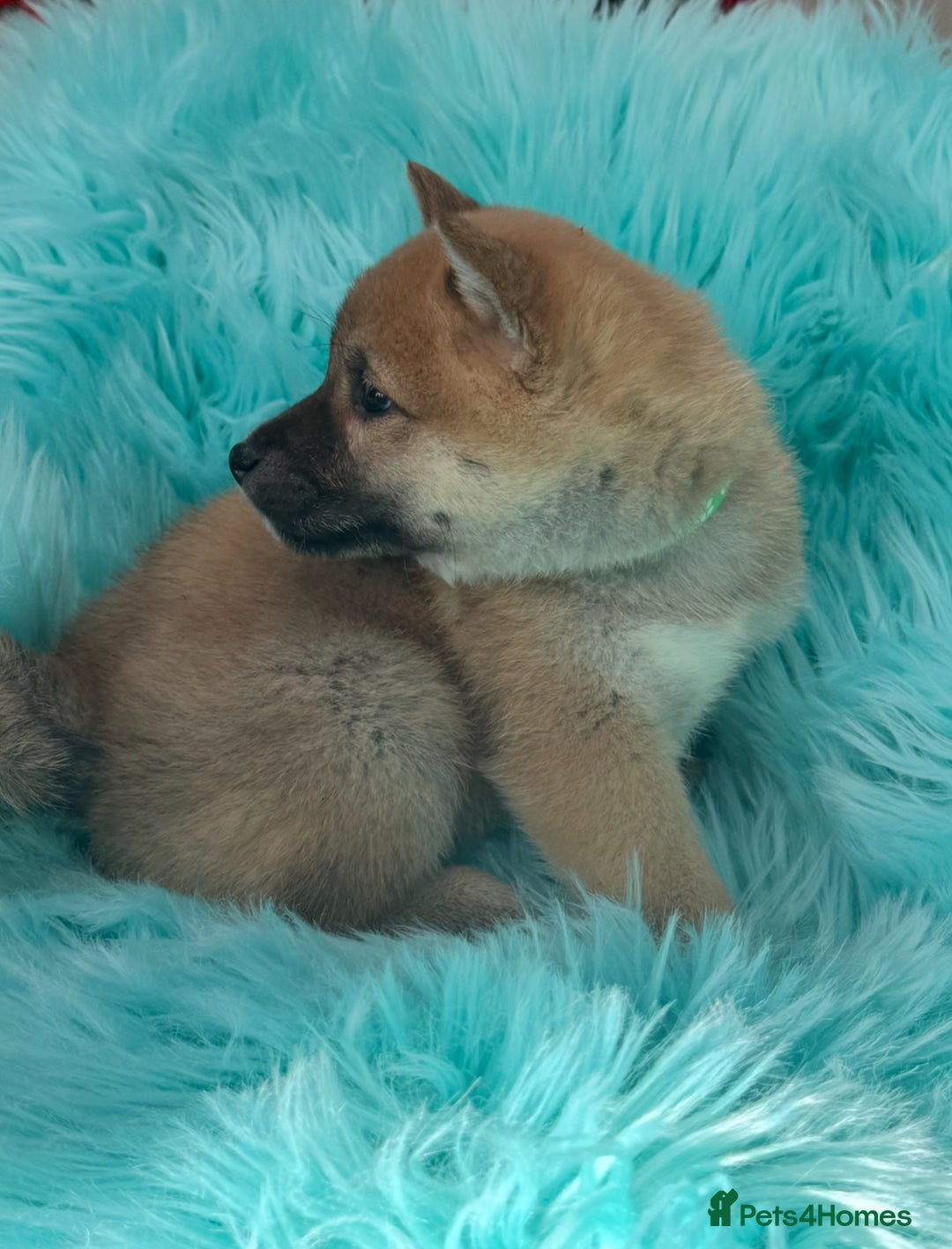 Japanese Shiba Inu dogs for sale: Kc registered Shiba Inu puppies  - Advert 3