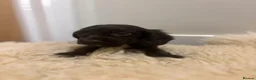 Cocker Spaniel dogs for sale: Cocker spaniel puppies - Advert 3