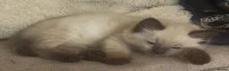 Ragdoll cats for sale: Beautiful GCCF champion ragdolls  - Advert 6