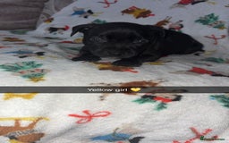 Staffordshire Bull Terrier dogs for sale: Staffordshire bull terrier puppies  - Image 2