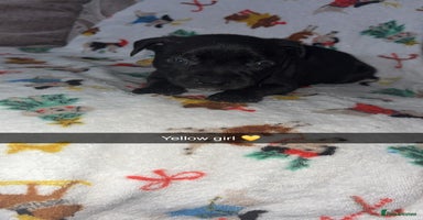 Staffordshire Bull Terrier dogs Staffordshire bull terrier puppies  - Advert 1