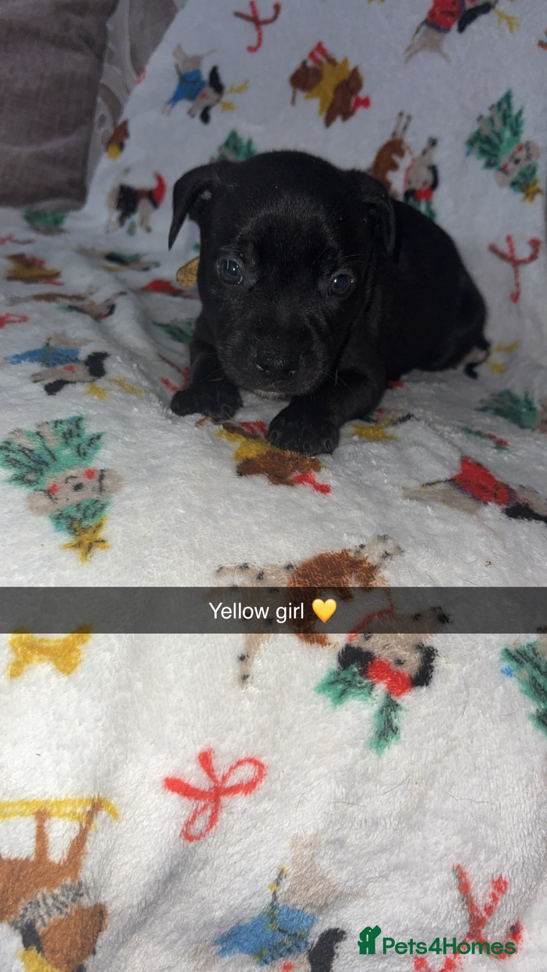 Staffordshire Bull Terrier dogs for sale: Staffordshire bull terrier puppies  - Image 2
