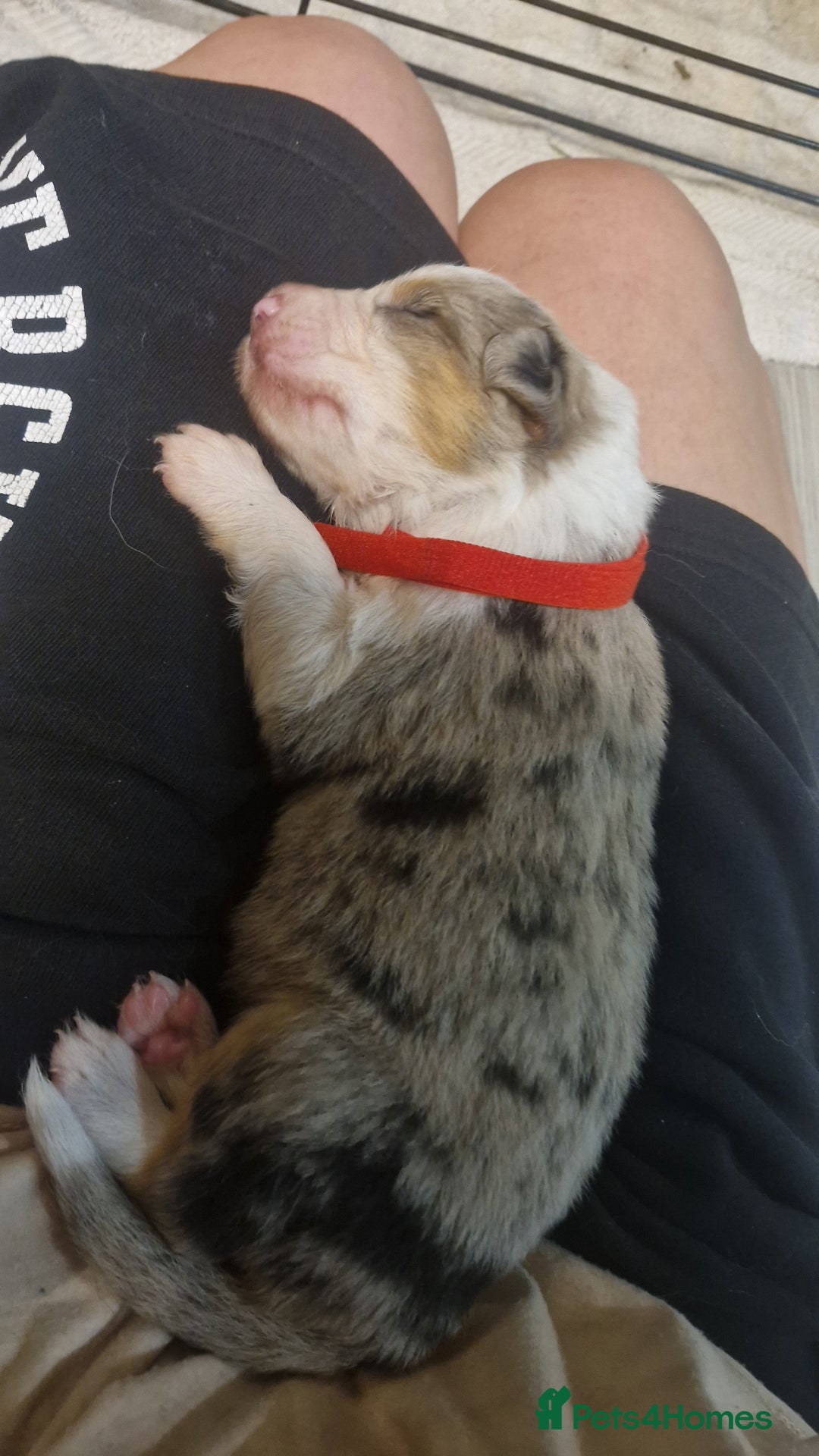 Border Collie dogs for sale: Border collie puppies tri-color blue merles  - Image 3