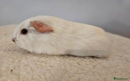 Guinea Pig rodents for sale: Solo baby boys under 8 weeks to bond with lone boy in Faringdon - Image 11