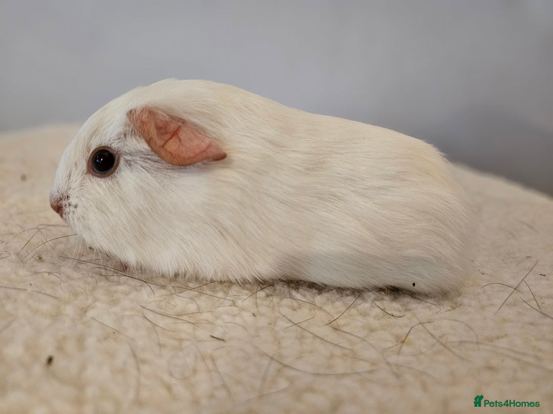 Guinea Pig rodents for sale: Solo baby boys under 8 weeks to bond with lone boy in Faringdon - Image 11