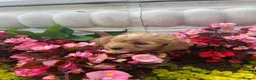Cavapoo dogs for sale: Cavapoo F1 puppy girl  - Advert 8