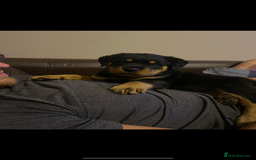 Rottweiler dogs for sale: Abi 11 week old Rottweiler  - Image 1