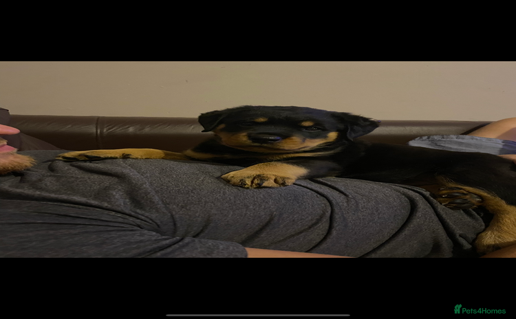 Rottweiler dogs - Advert 11