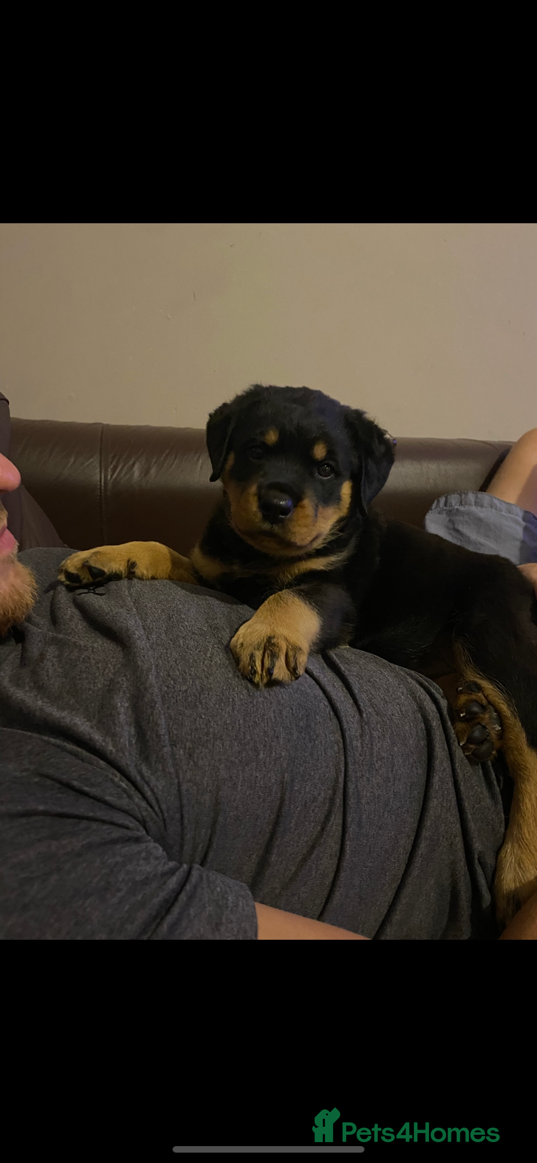 Rottweiler dogs for sale: Abi 11 week old Rottweiler  - Image 1