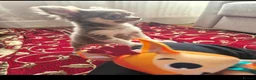 Chihuahua dogs for sale: Long- coat female - Advert 1