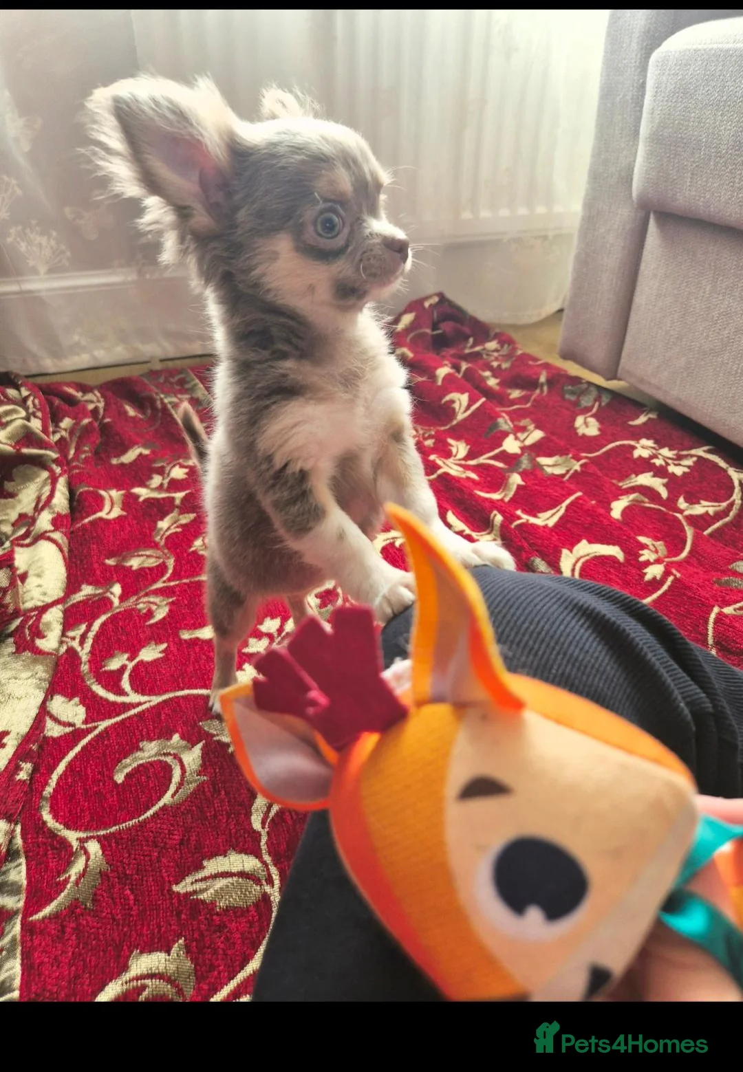 Chihuahua dogs for sale: Long- coat female - Advert 1