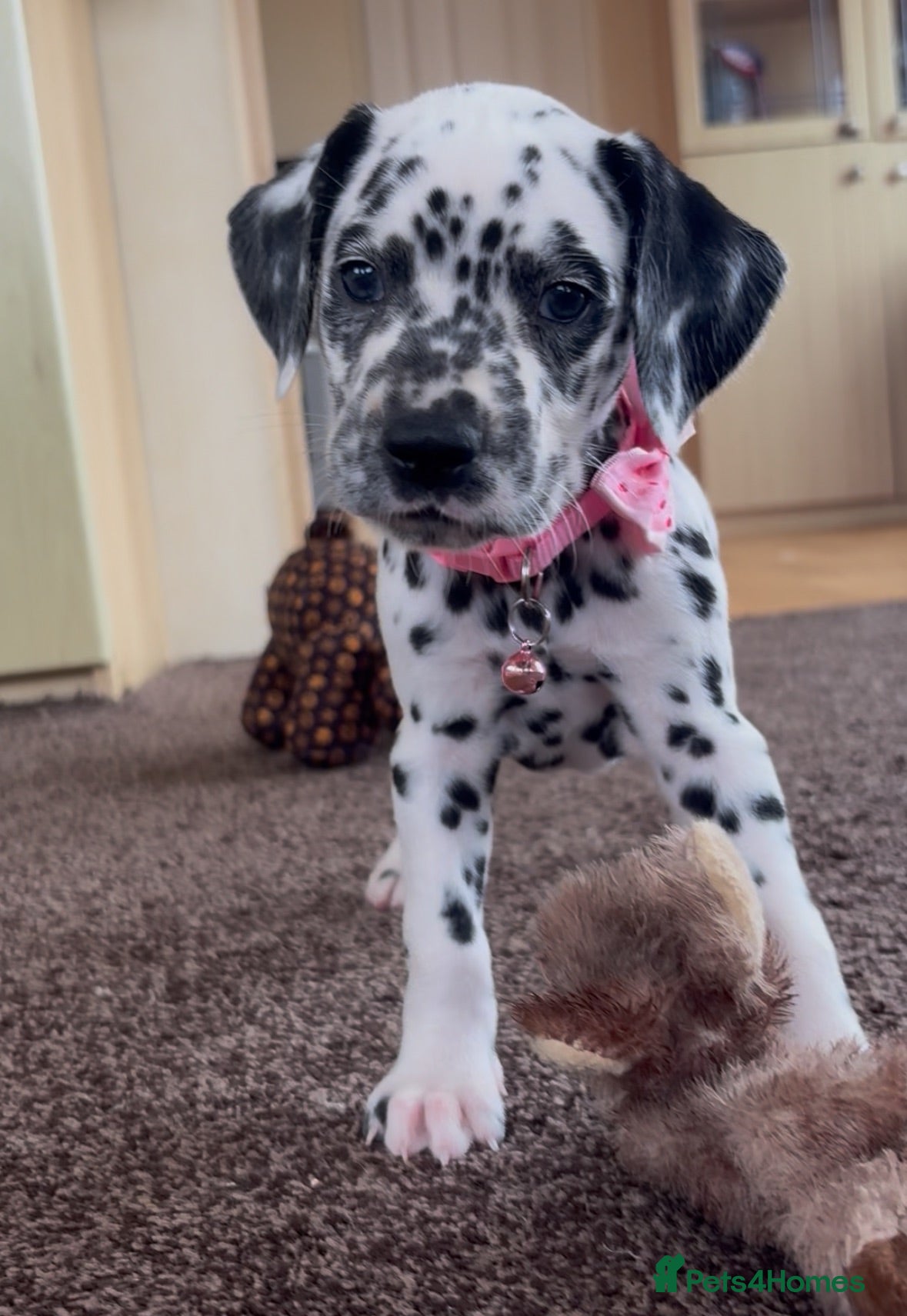 Dalmatian dogs Beautiful Dalmatian puppies ready to reserve  - Advert 1