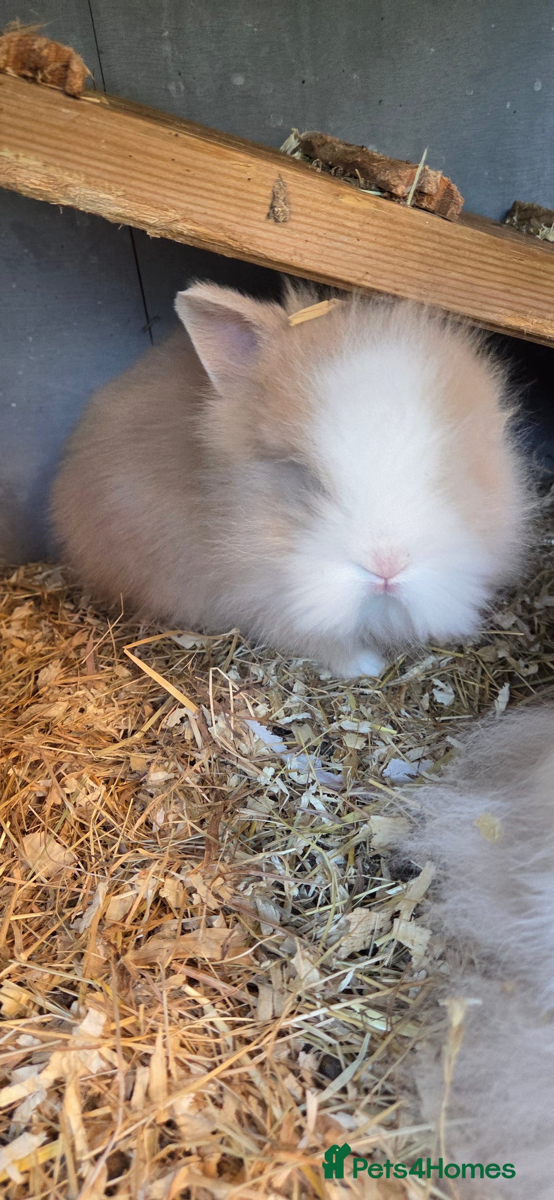 Lionhead rabbits for sale: Three beautiful purebred lion head babies  - Image 3