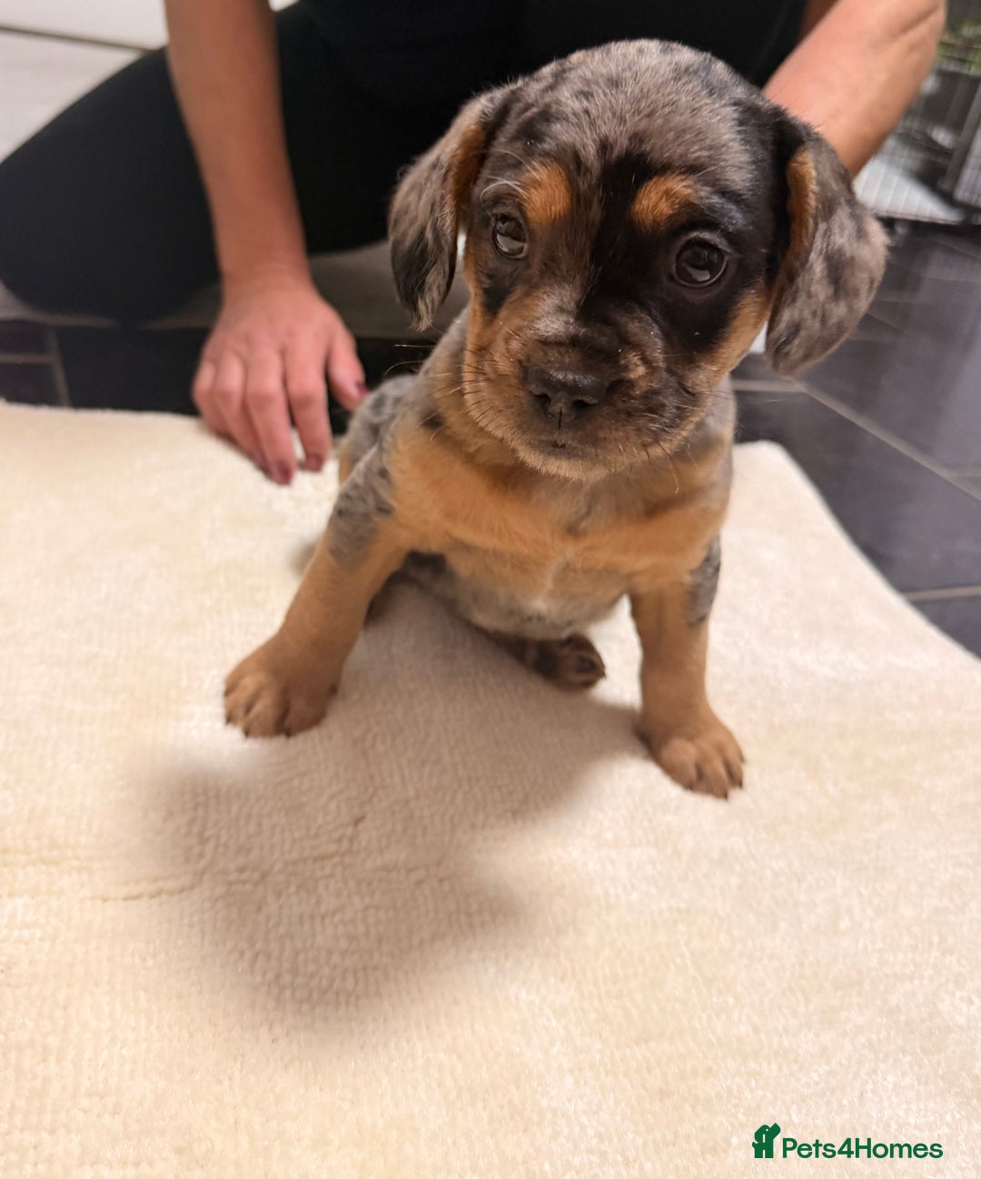 Mixed Breed dogs for sale: Froodle Puppies  - Advert 8