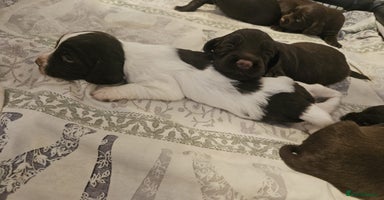 Sprocker dogs - Advert 13