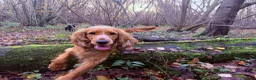 Cocker Spaniel dogs for sale: Last KC Golden Show Cocker Spaniel Boy Puppies - Advert 11