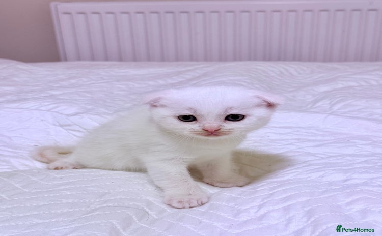 Scottish Fold cats - Advert 7