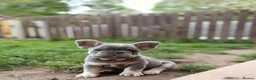 French Bulldog dogs for sale: French bulldog puppies  - Advert 1