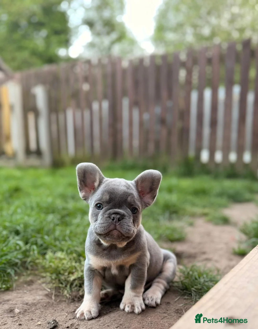 French Bulldog dogs for sale: French bulldog puppies  - Advert 1