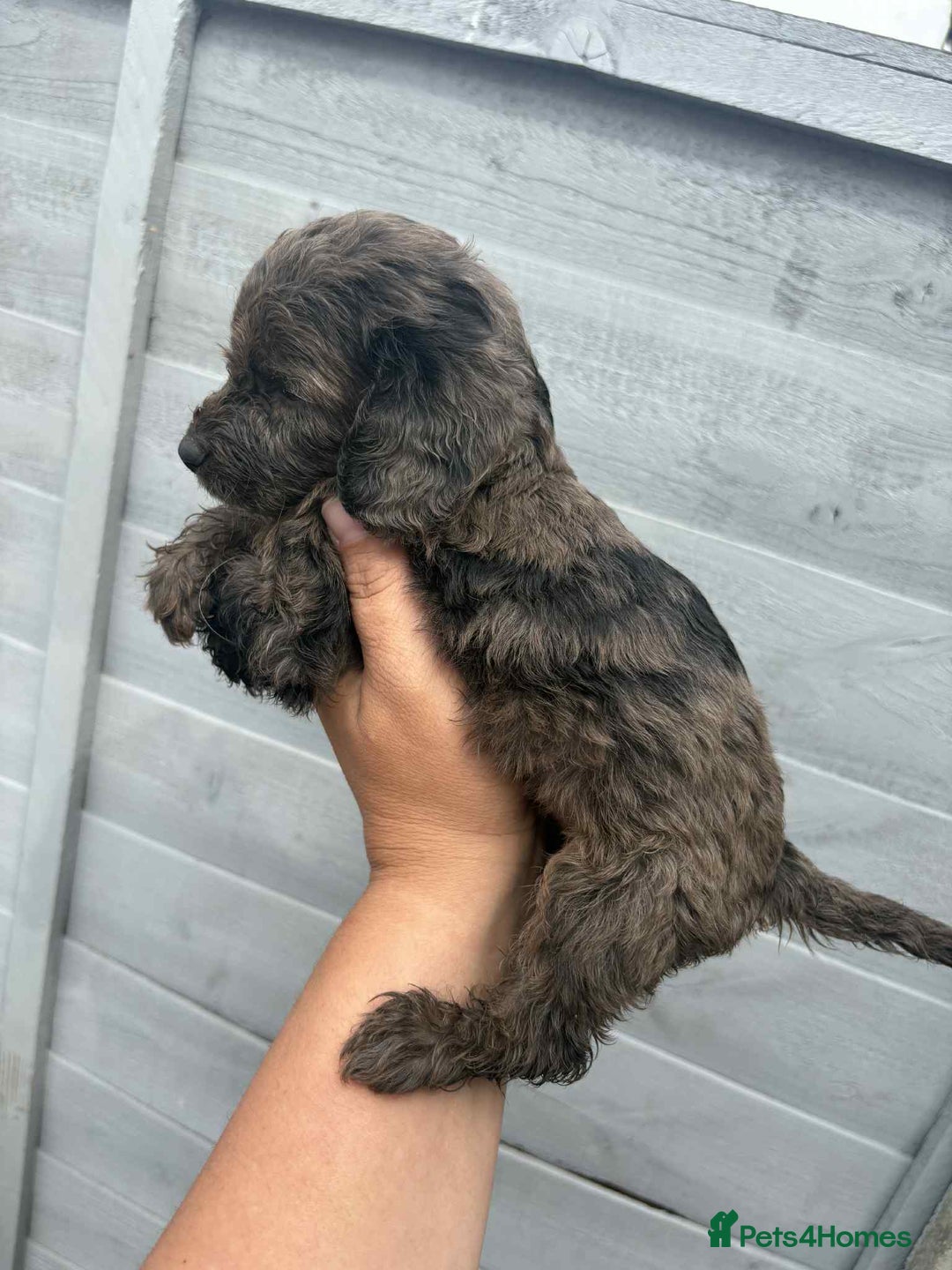 Cockapoo dogs for sale: Beautiful cockerpoo pups for sale - Image 5