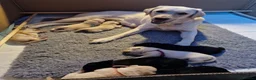 Labrador Retriever dogs for sale: Beautiful girl, last pup from this fabulous litter in Scarborough - Advert 4