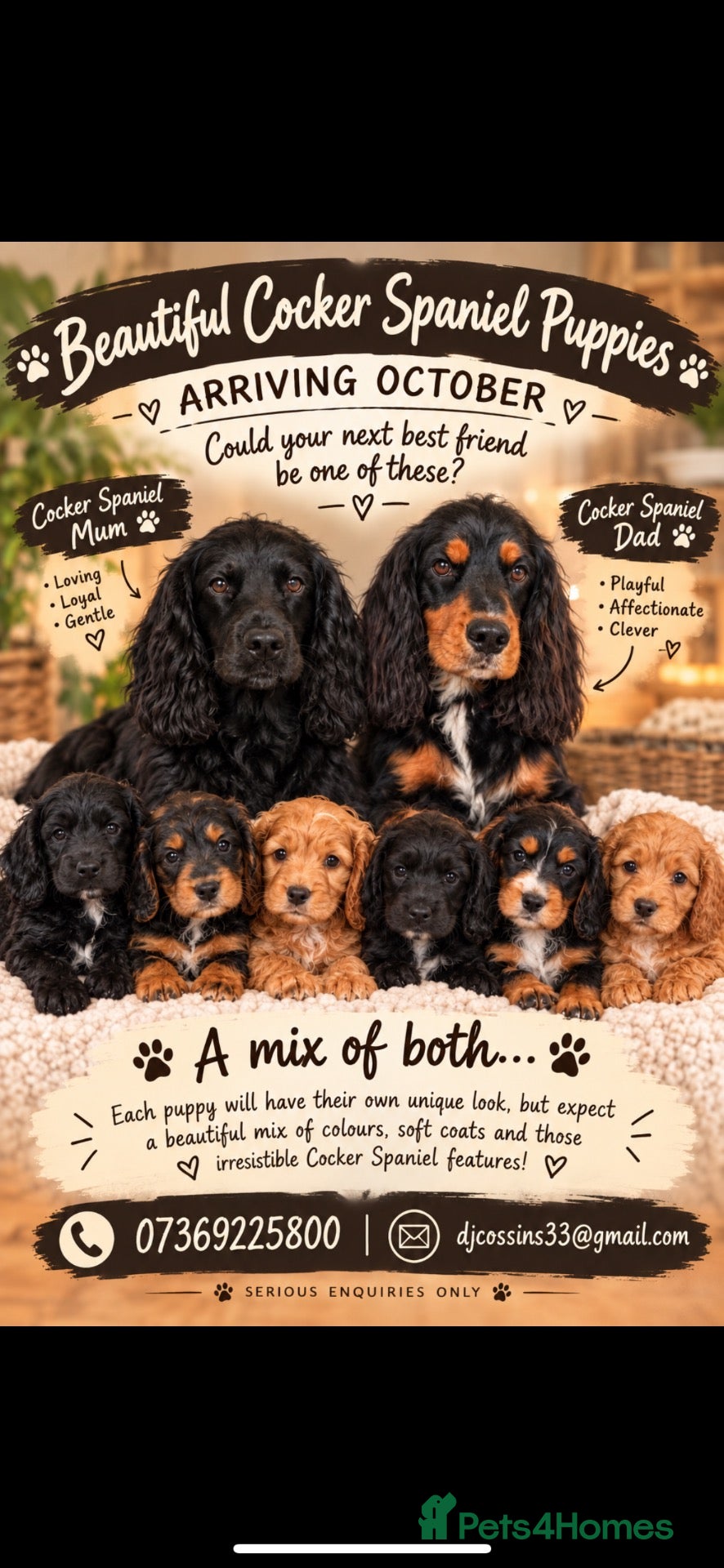 Cocker Spaniel dogs 🩷Expecting Beautiful Cocker Spaniels🩷 - Advert 6