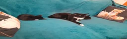 British Shorthair cats for sale: 2 Lovely black and white fluffy kittens - Advert 7