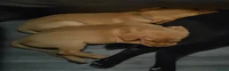 Labrador Retriever dogs for sale: Labrador pups - Advert 7