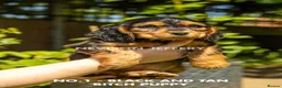 Cocker Spaniel dogs for sale: A STUNNING LITTER OF SHOW COCKERS - Advert 26