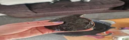 Turtle reptiles for sale: Pink bellied sideneck turtles in Eastleigh - Advert 3
