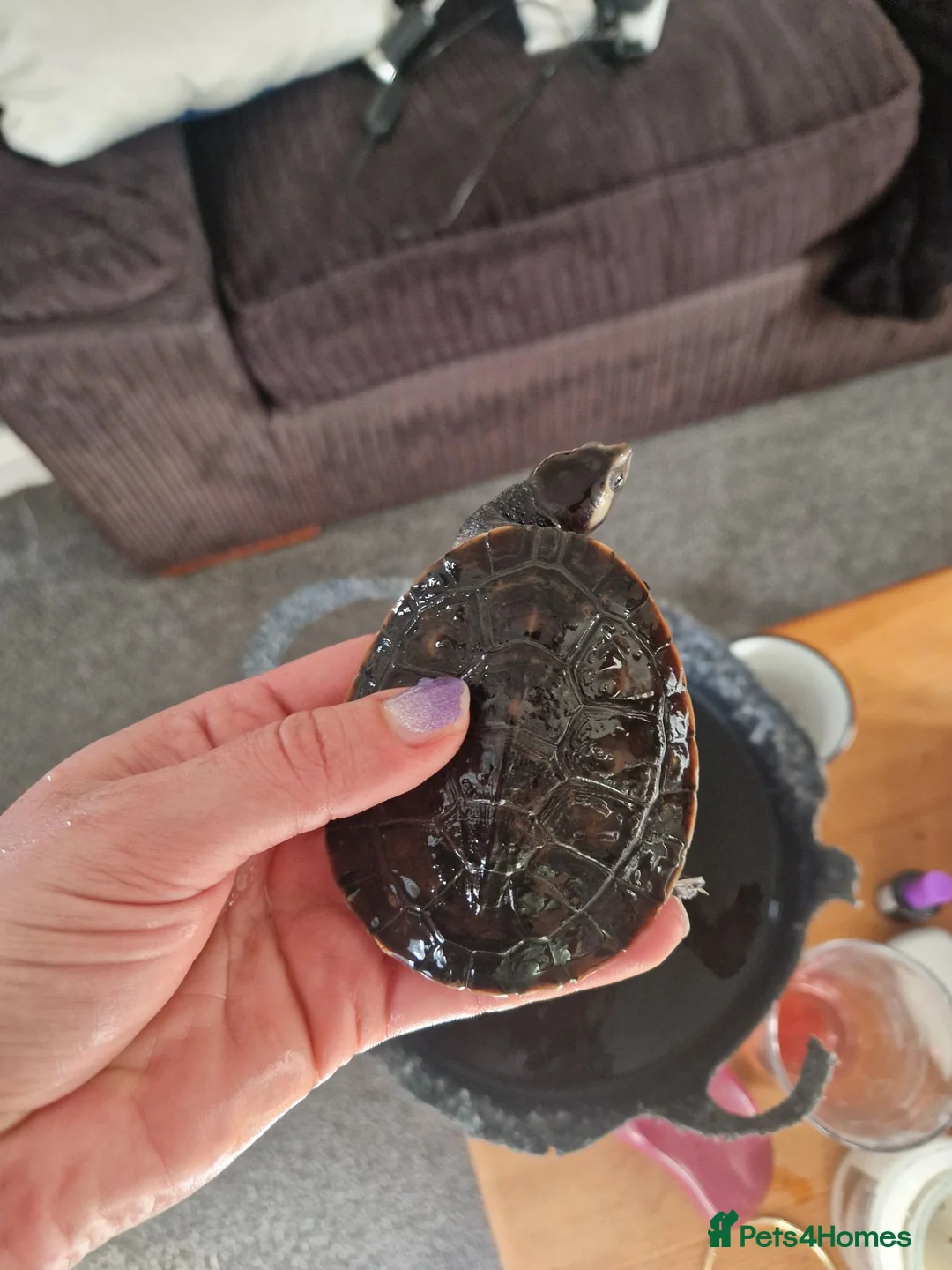 Turtle reptiles for sale: Pink bellied sideneck turtles in Eastleigh - Advert 3