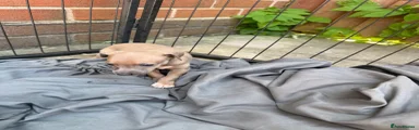 Italian Greyhound 1