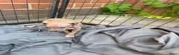 Italian Greyhound dogs for sale: Reduced! 2 Italian grey hounds boys available  - Advert 18