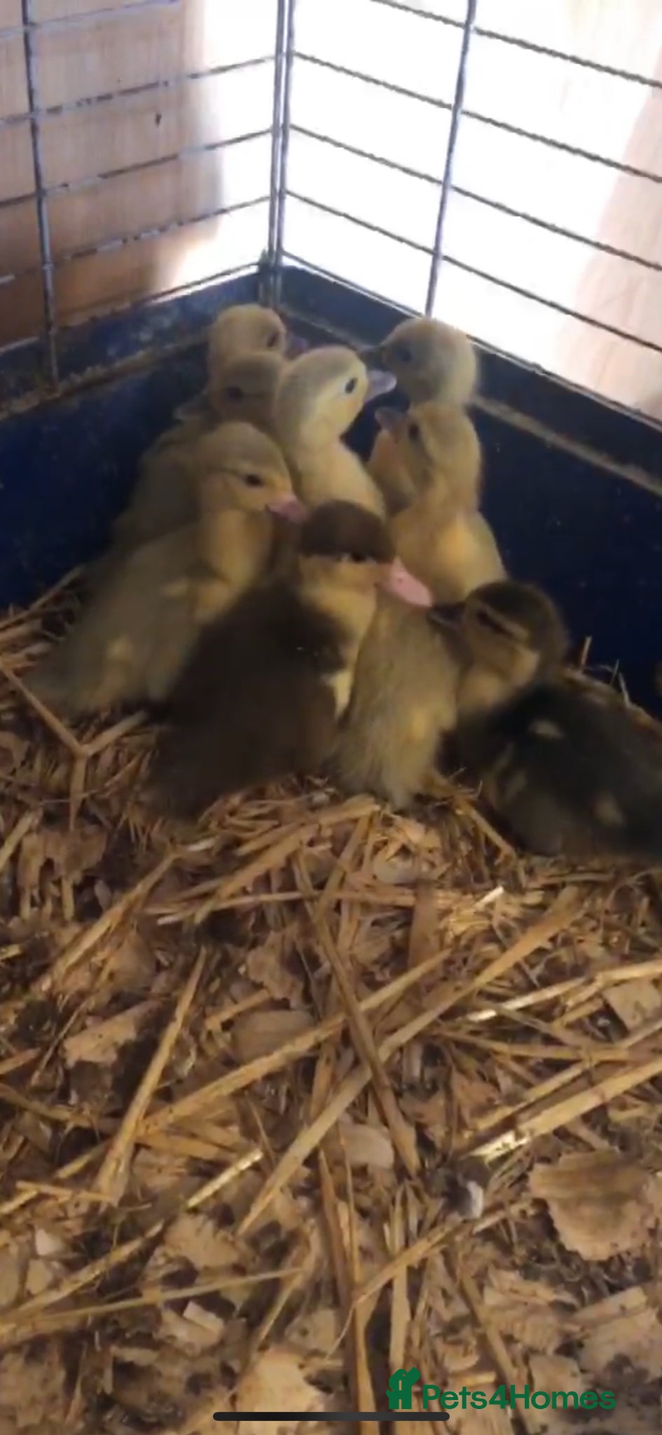 Ducks poultry Muscovy  - Advert 13