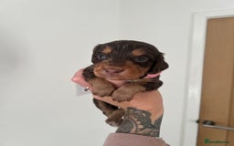 Cocker Spaniel dogs for sale: Working cocker spaniels - Image 1